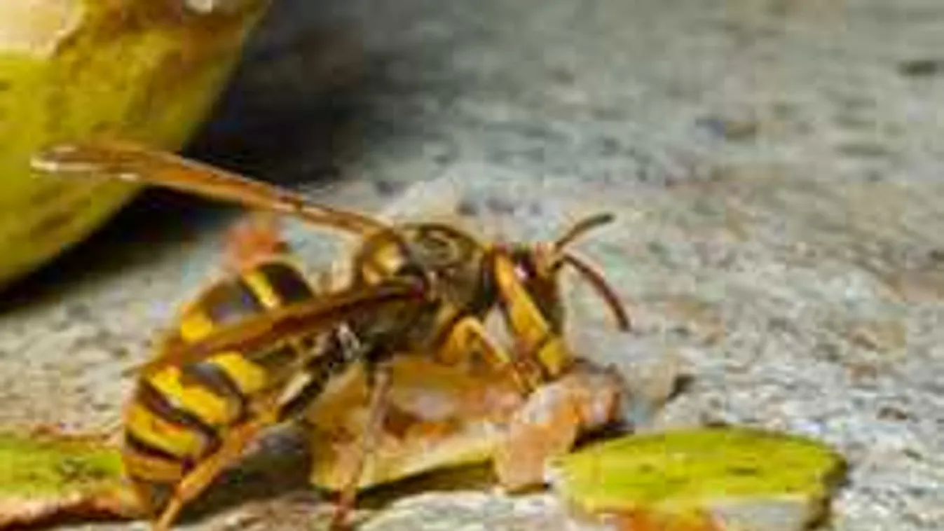 Ezzel az olcsó módszerrel védekezz a darazsak ellen