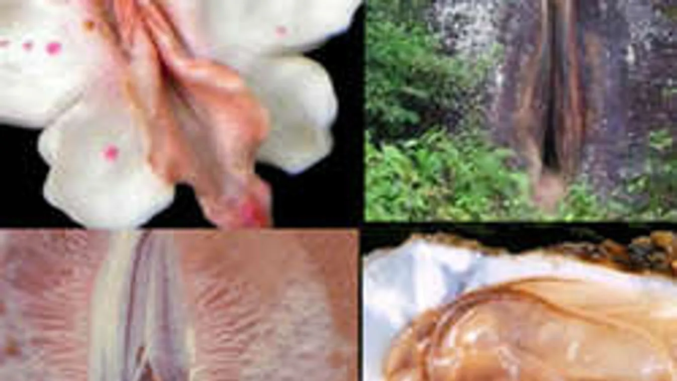 Rossz az, aki rosszra gondol: a természet csodálatos, finom nőiség hatja át!