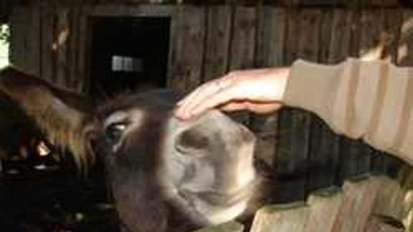 Kiderült, ki a felelős a magyarszecsődi gyilkos szamarak ügyében