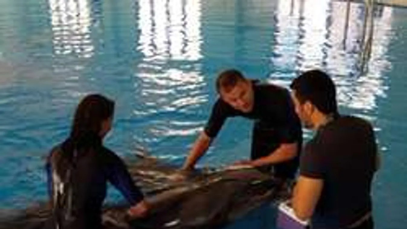 Napi cukiság: delfinnel úszott együtt a sztár - videó