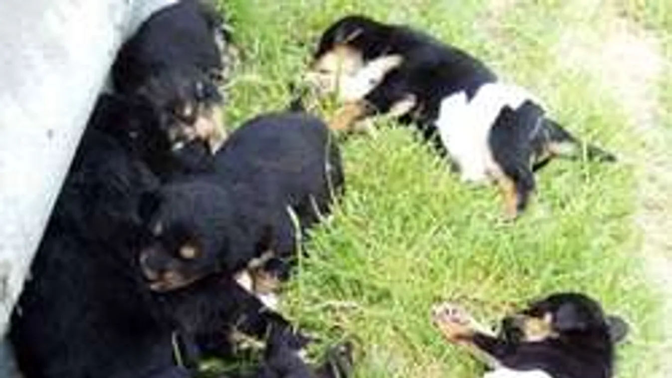 Hős motorosnak köszönheti az életét 12 csöppség