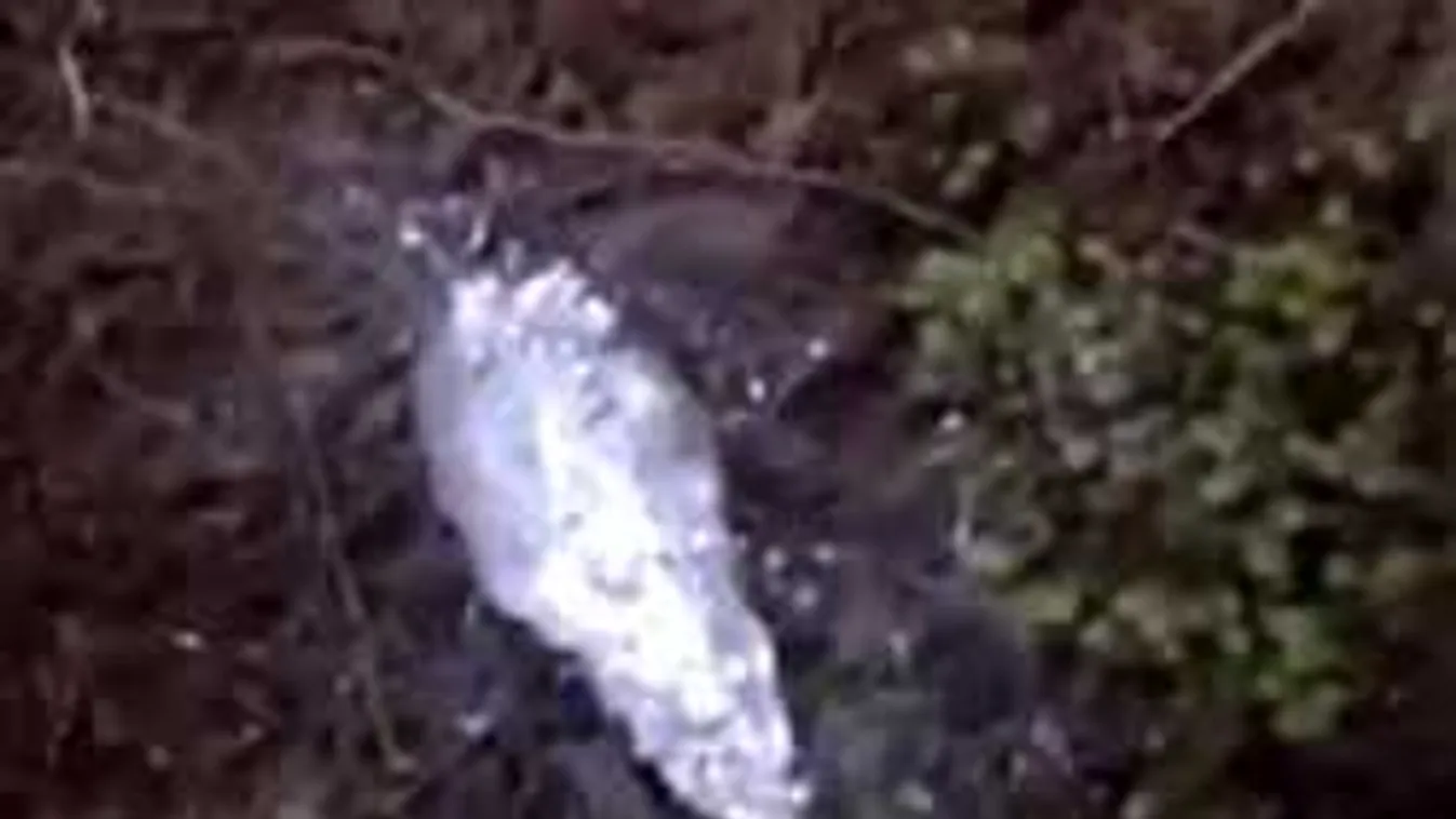 Elképesztő dolgot videóztak az erdő mélyén a kirándulók...