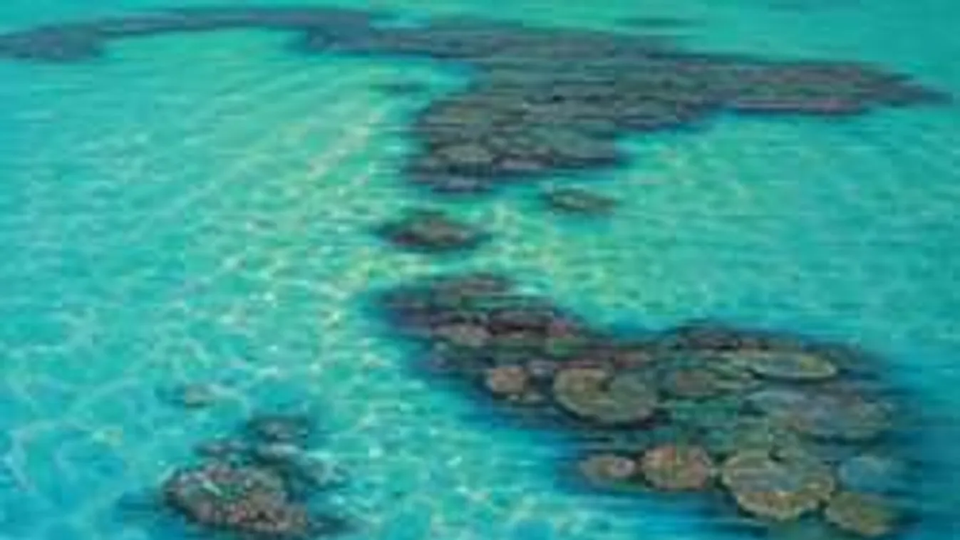 Elképesztő, milyen lények tűntek fel Ausztrália partjainál!