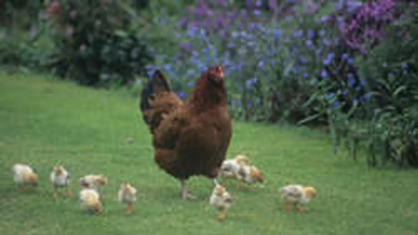 Még nem nyílik az orosz spájz