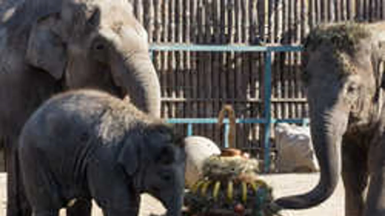 Tortát lakmározott Arun az első szülinapján