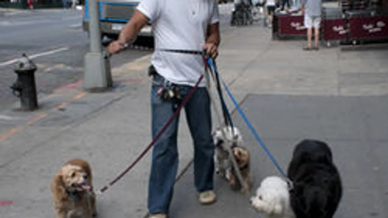 Hőség: Még a kutyák talpa is megég a forró aszfalton - Fotó