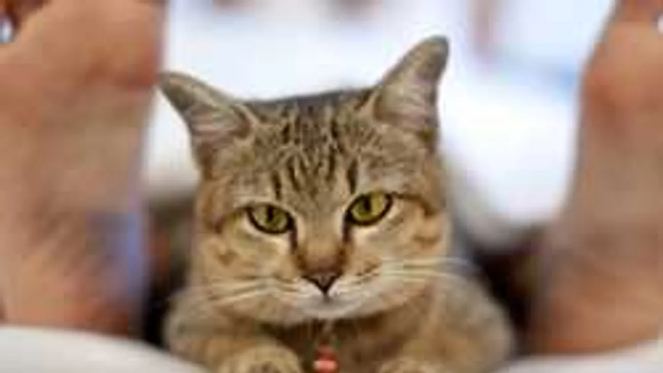 Példás büntetés:16 év börtön a macskagyilkosnak