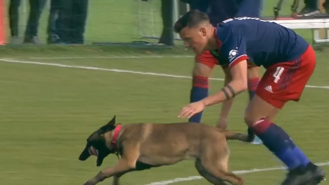 Ritkán látható jelenet, kutya rabolta el a labdát a Vidi MK-meccsén