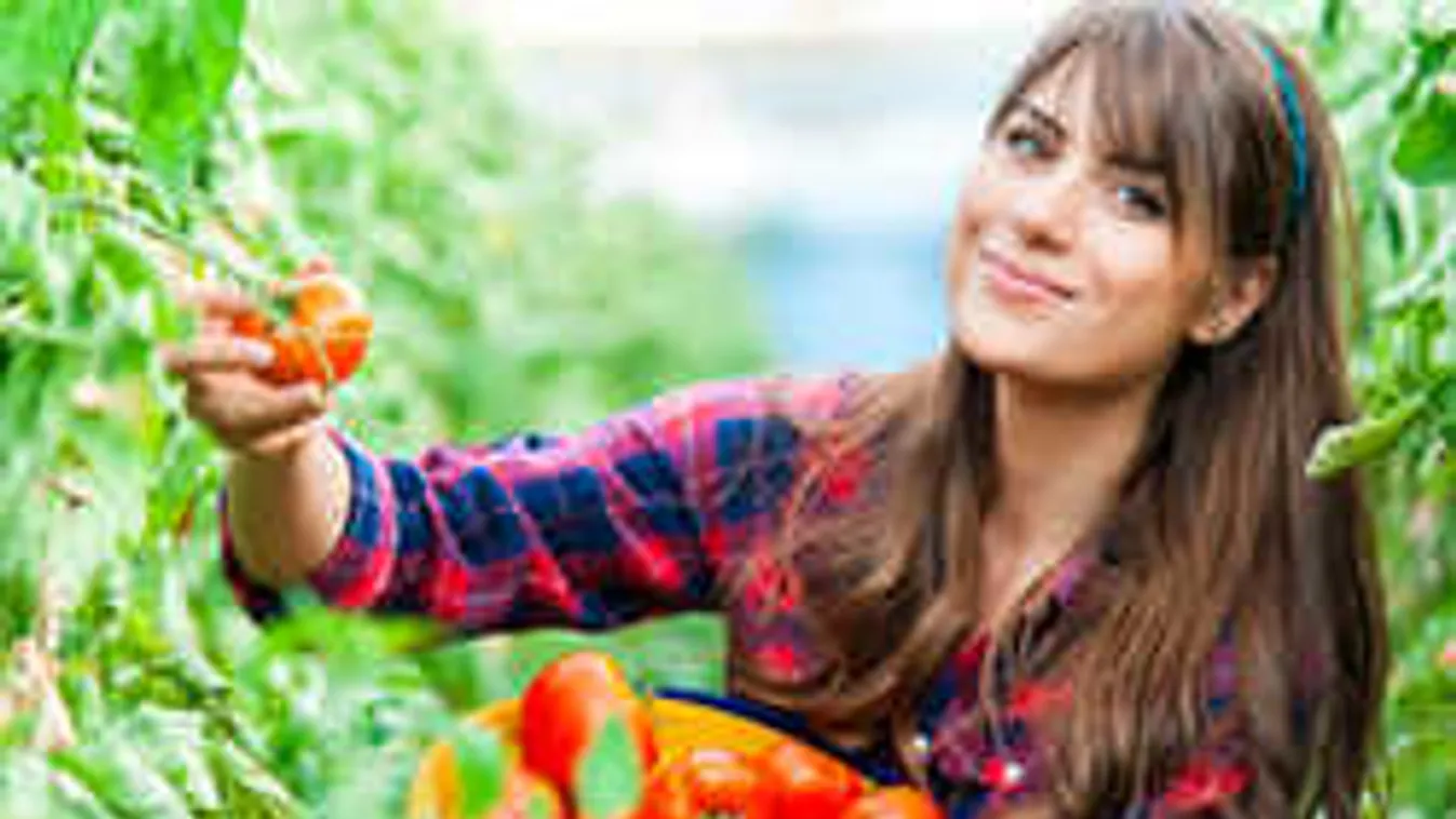 Így vesd most el a paradicsomot, hogy gyönyörű legyen nyáron