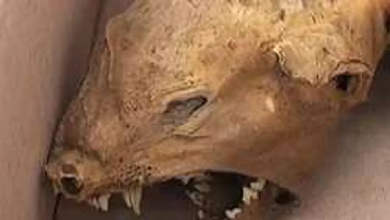 Hátborzongató mutáns lény tetemére bukkantak a Kárpátokban!