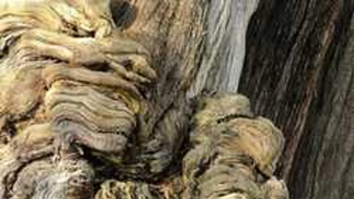 Kiakasztotta a netet ez a feladvány! Te vajon rájössz a megoldásra?