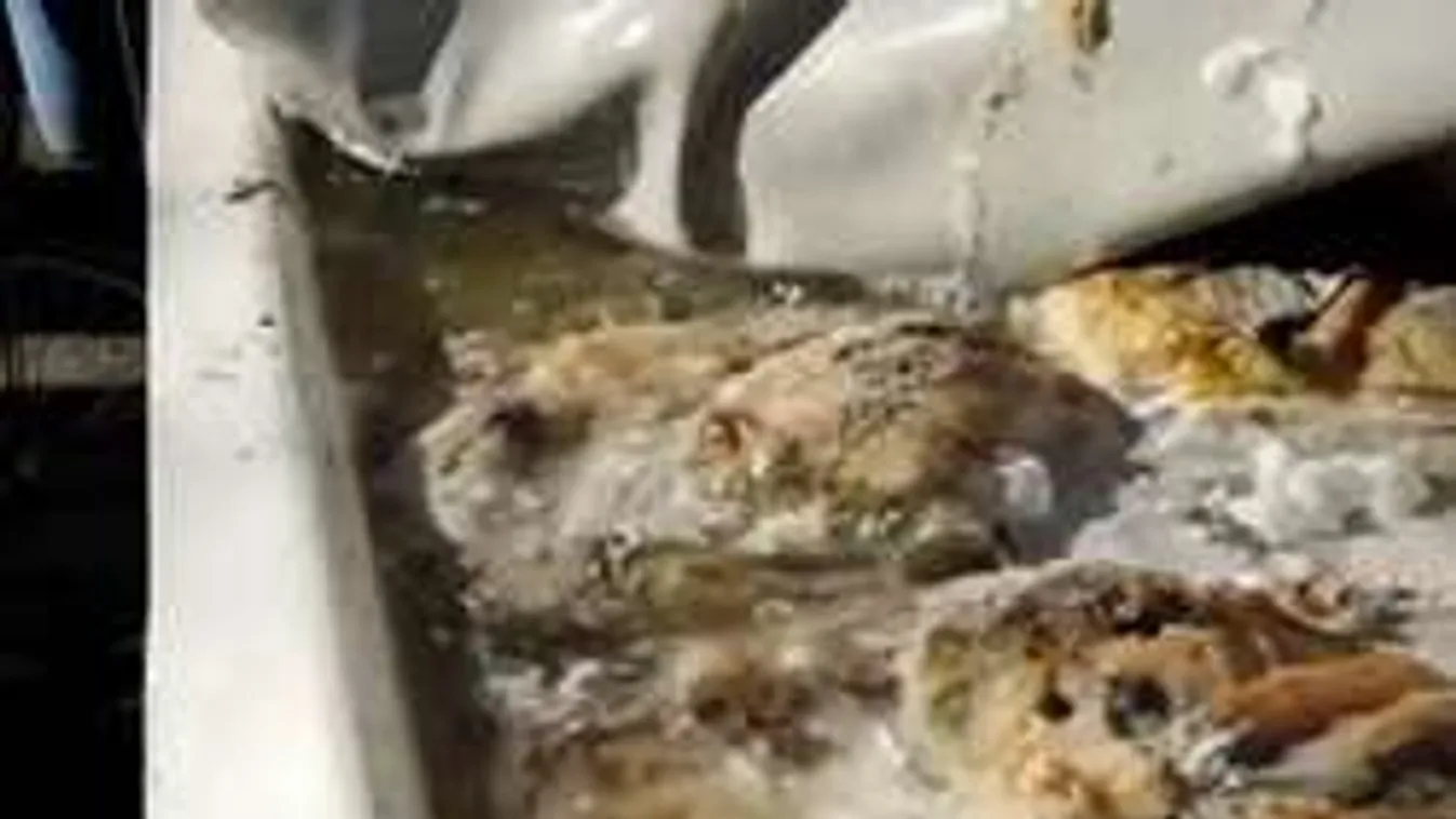 Undorító üzemre csapott le a Nébih