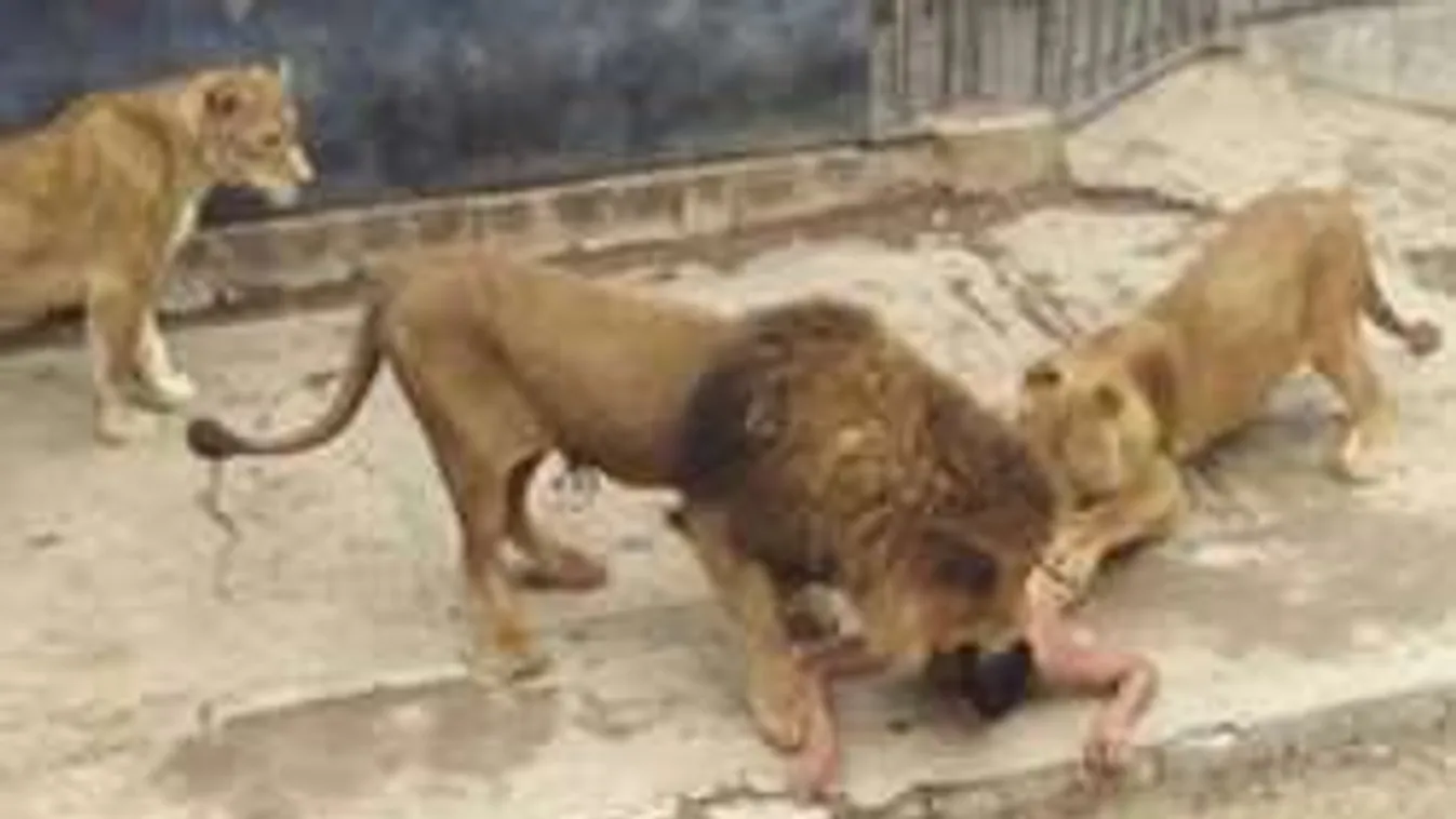 Sokkoló: állatkerti oroszlánok közé ugrott a meztelen öngyilkosjelölt