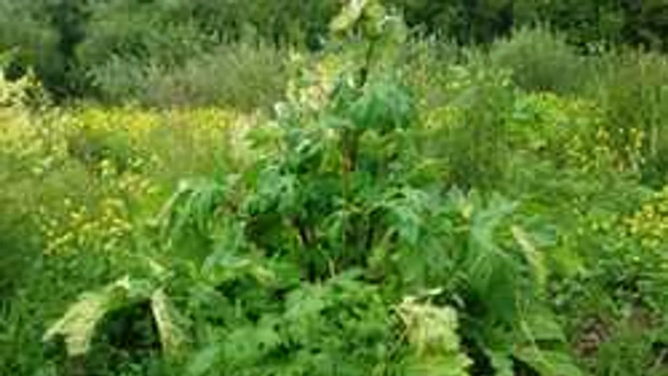 Megjelent az országban a veszélyes növény, erre figyelmeztetnek