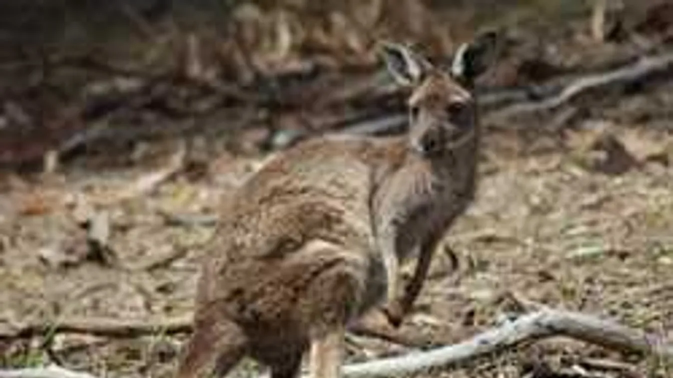 A biciklis sem hitt a szemének, ez az állat tűnt fel Dunaalmásnál - videó