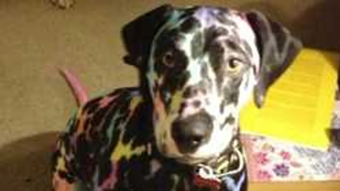 Elképesztő fotók: ez történik otthon, ha egyedül hagyod a gyerekeidet