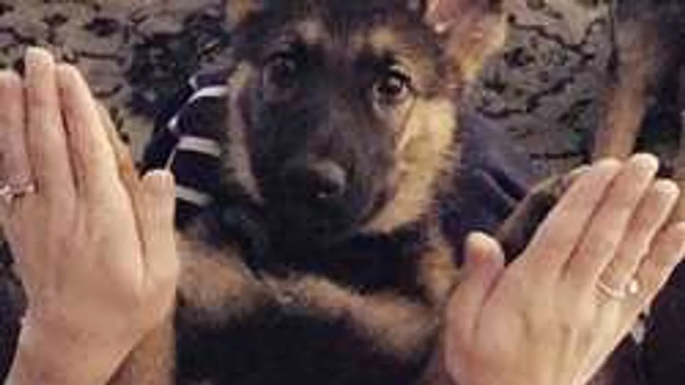 Imádod a kutyádat? Még jobban fogod, ha ezt elolvasod!