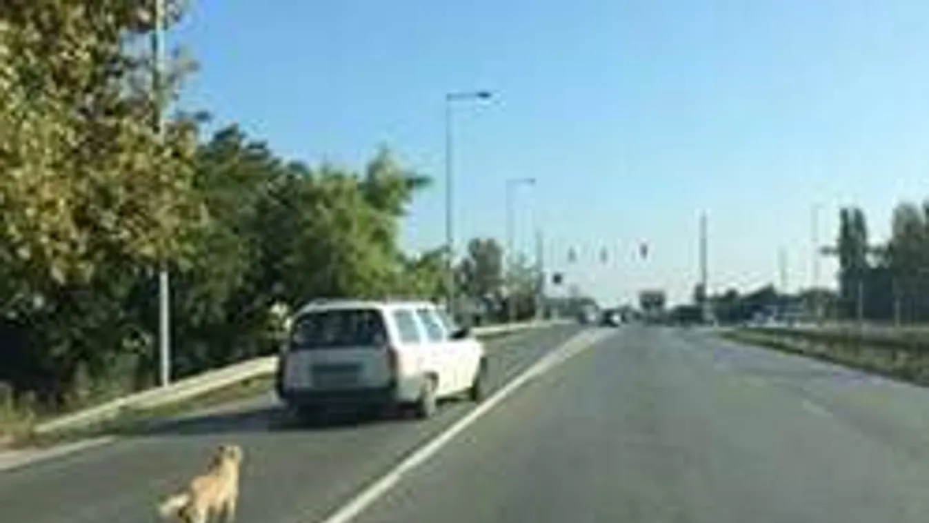 Molnár Anikó szívszorító fotóján te is elsírod magad