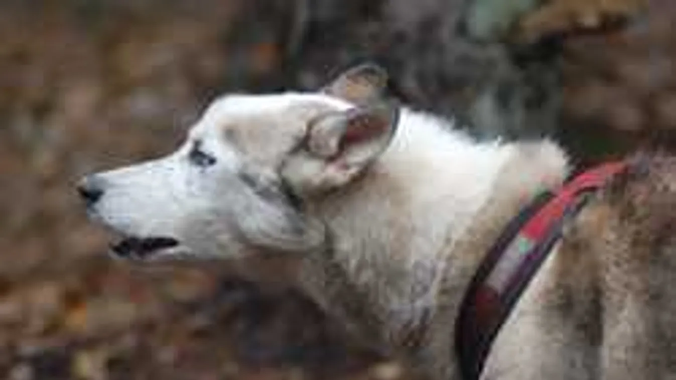 Váratlan fordulat, ez történt az autón áteső vak Zoltán ügyében