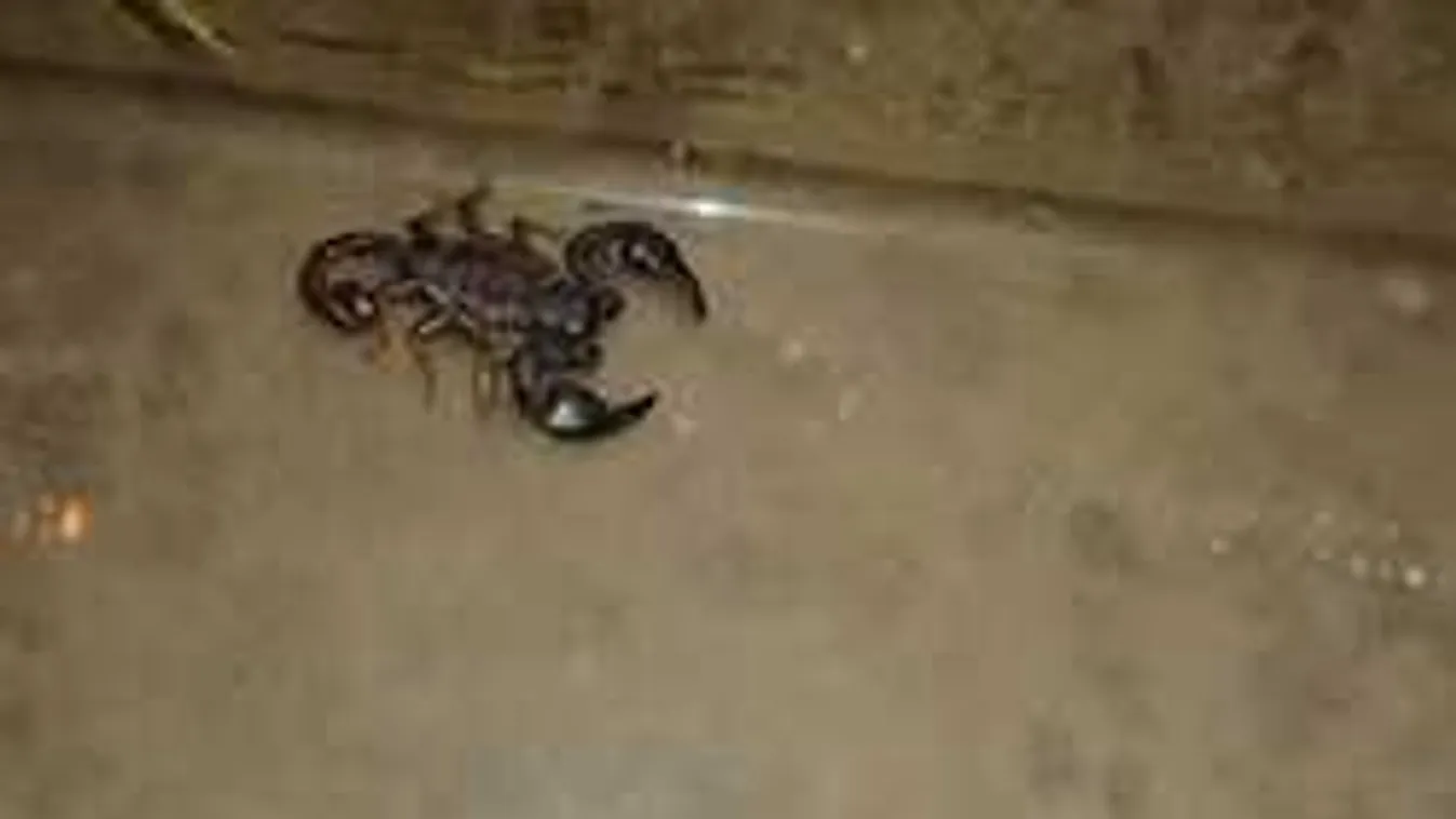 Riasztó ízeltlábú miatt hívták ki a szakértőket egy budapesti hotelben