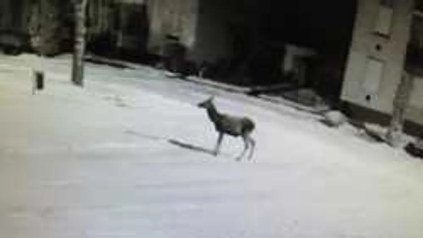 Szarvasok garázdálkodnak egy hazai óvoda udvarán