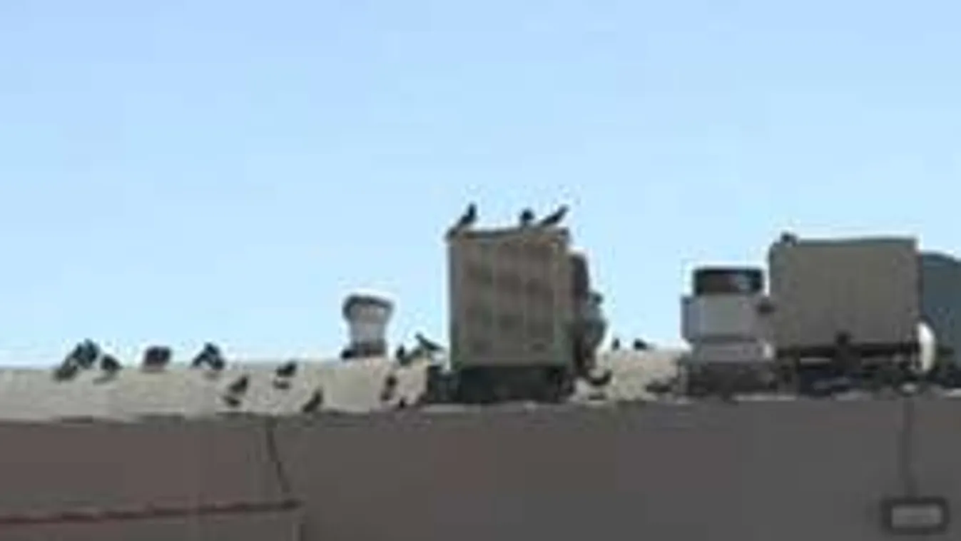 Börtön jár a galambetetőknek, veszélyesek a Repülő Patkányok!