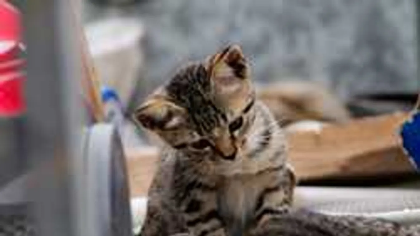 Macskáktól várják a franciák, hogy megoldják a válságukat