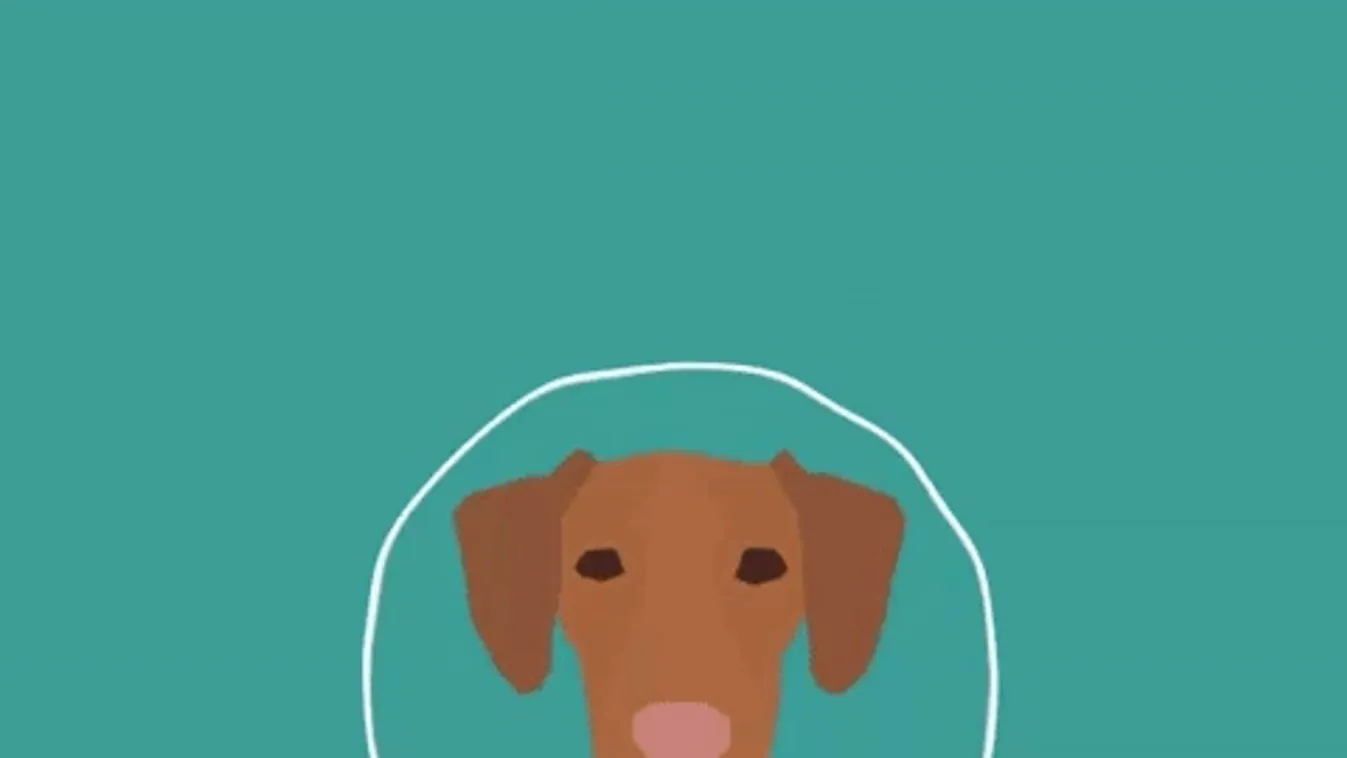 Kriptovaluta lett a magyar vizsla