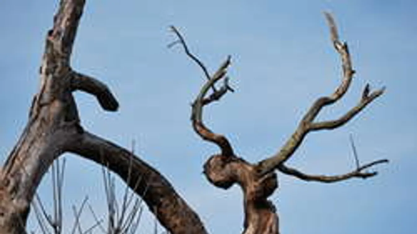 Szörnyű tragédia Miskolcon: faág szúrta át egy bicikliző kislány arcát