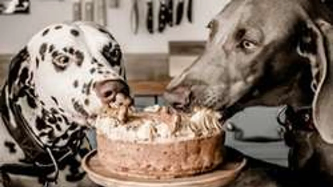 Sokkoló! A nyírfacukor megöli a kutyákat