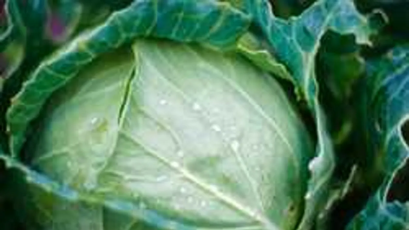 Nemcsak uborkát lehet kovászolni: Tarol az új nyári savanyúság!