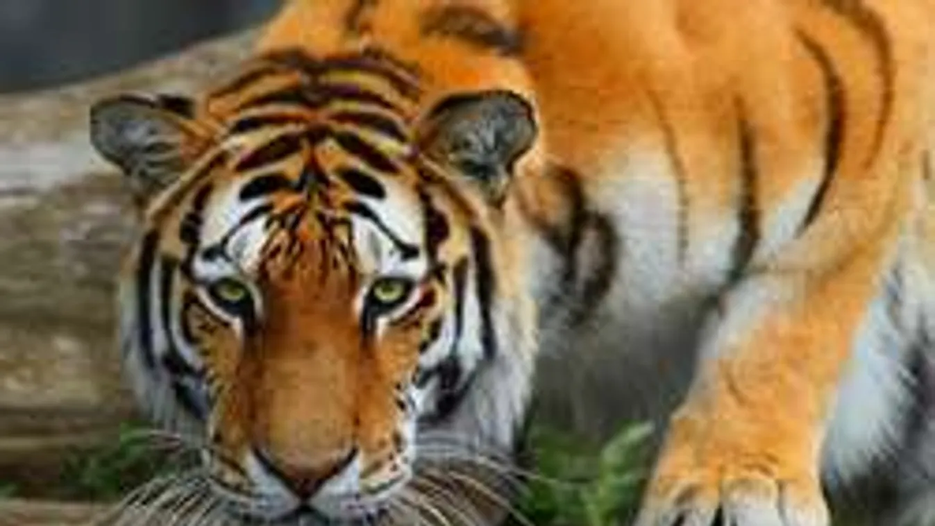 Horror a vadasparkban: Tigrisek tépték szét az óvatlan turistát