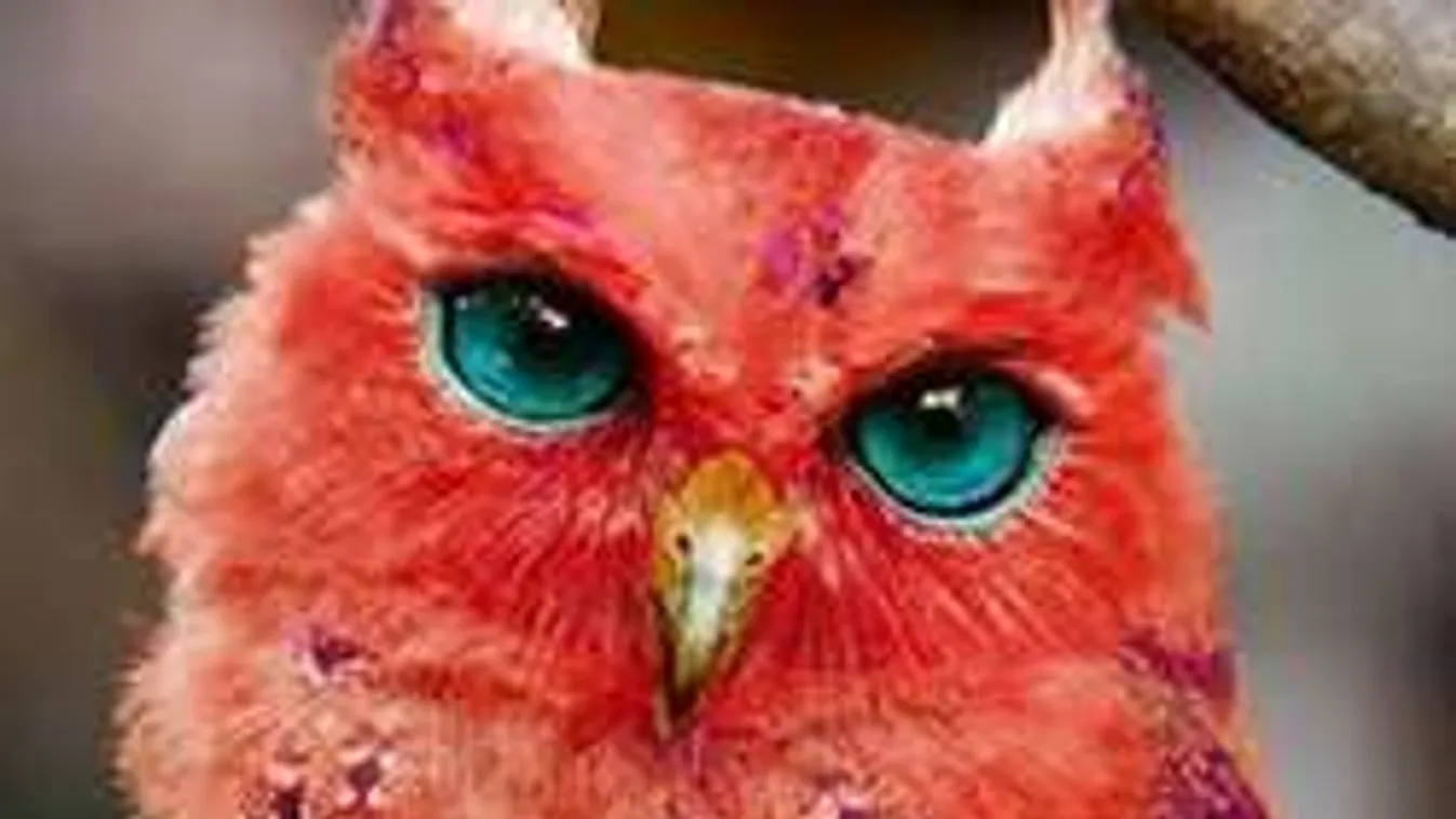 Alattomos és agresszív bagolytól retteg a város