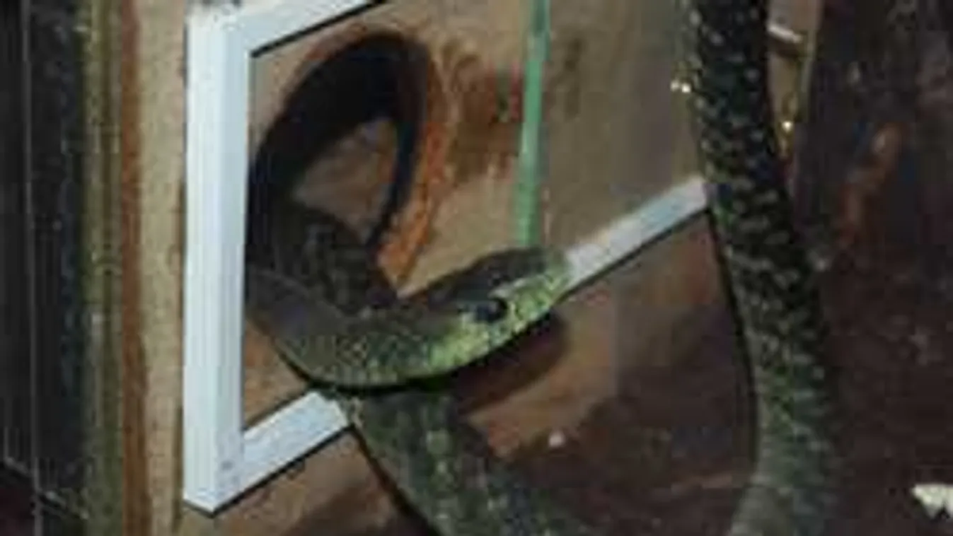 Elképesztő, de igaz! Netről rendelhető a biztos halál!