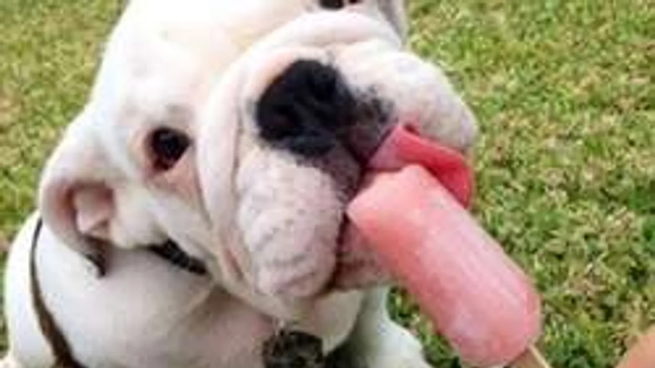 Fagyizz együtt a kutyáddal! Íme a legjobb diétás recept