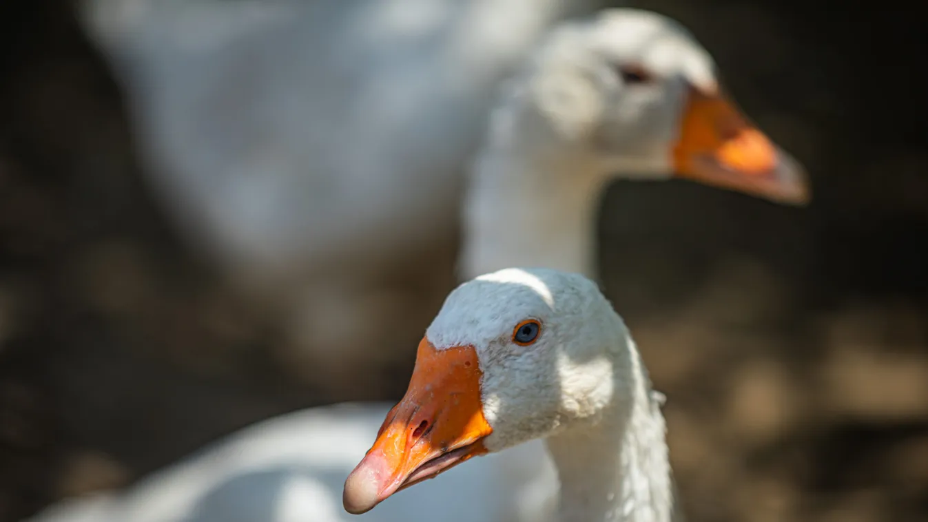 Miért kell libát enni Márton napon?
