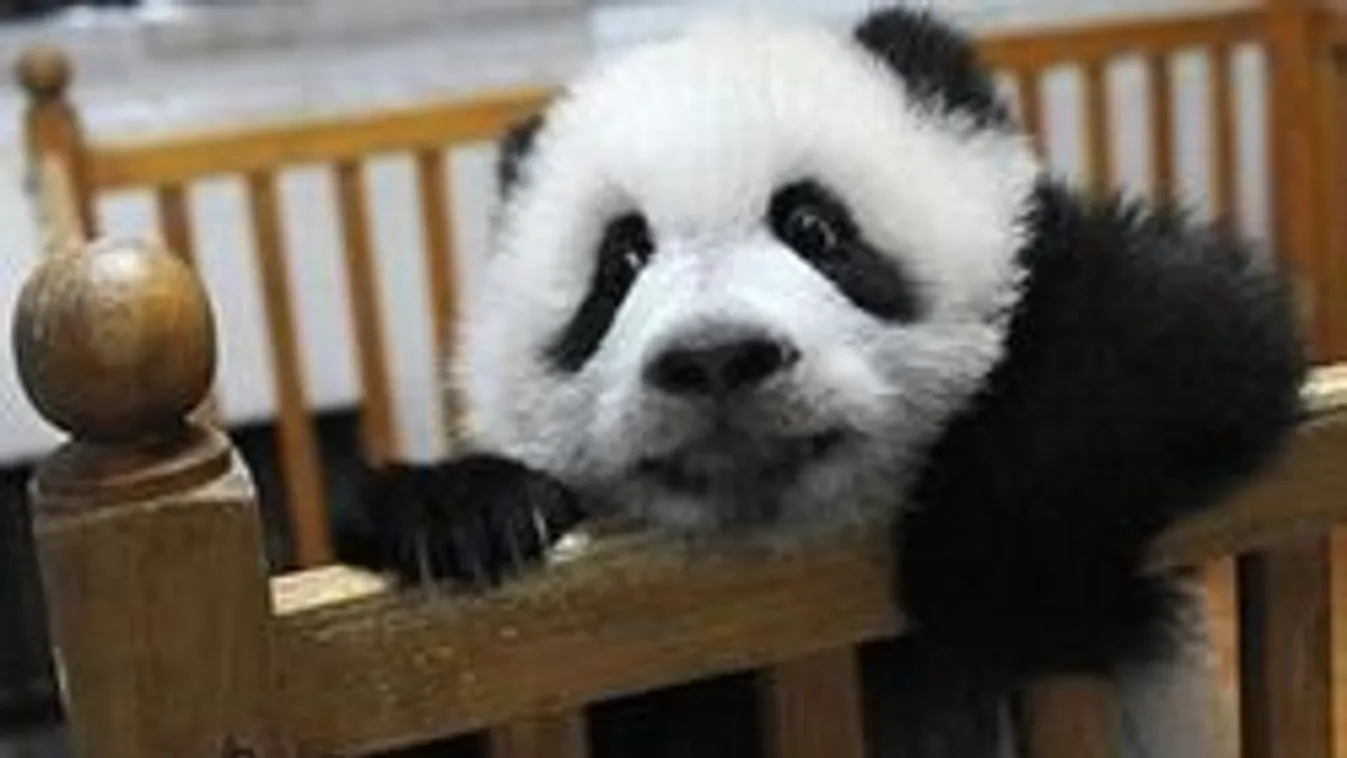 A világ legcukibb állatóvodája - Elérzékenyülsz