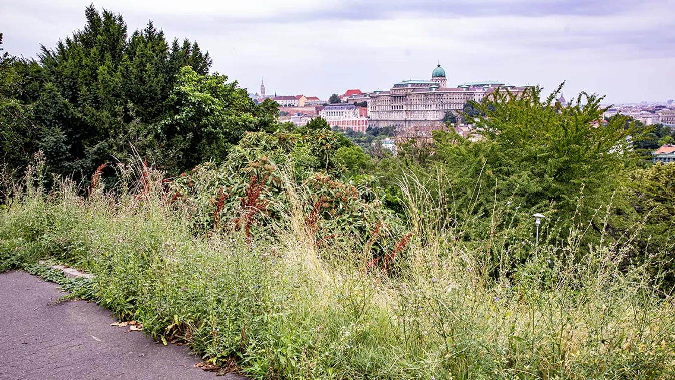Óriási szégyen: Gaztenger borítja a Gellérthegyet