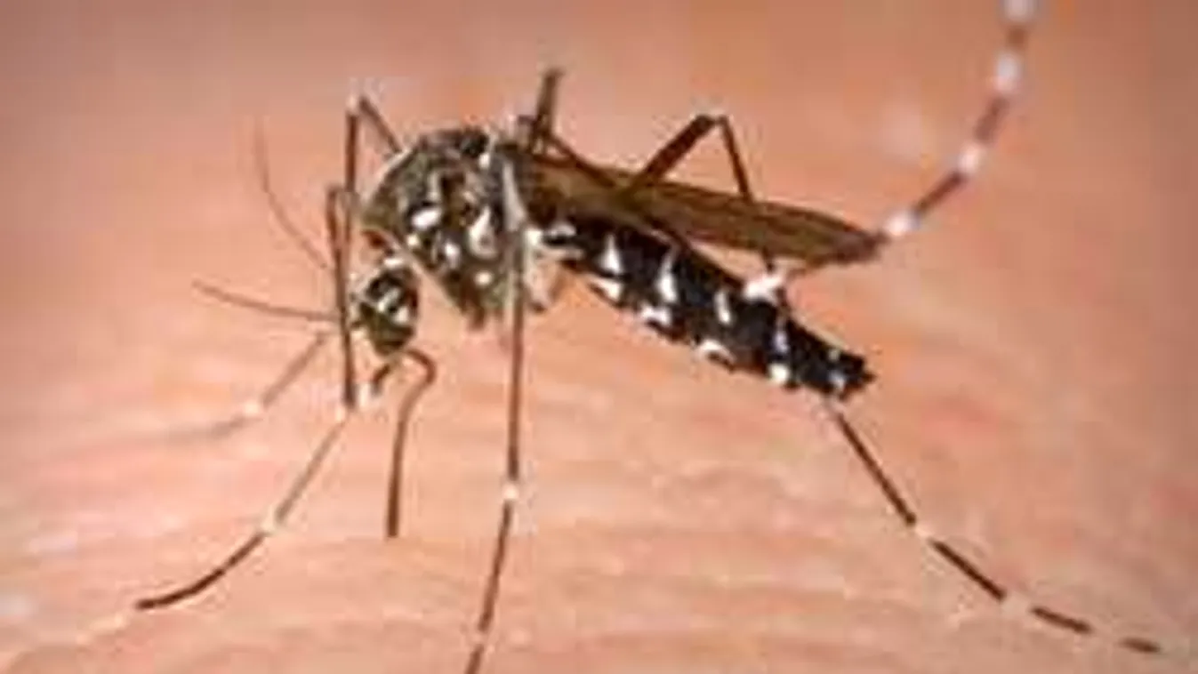 Nem hiszed el, hogy hozzuk be a tigrisszúnyogot Magyarországra