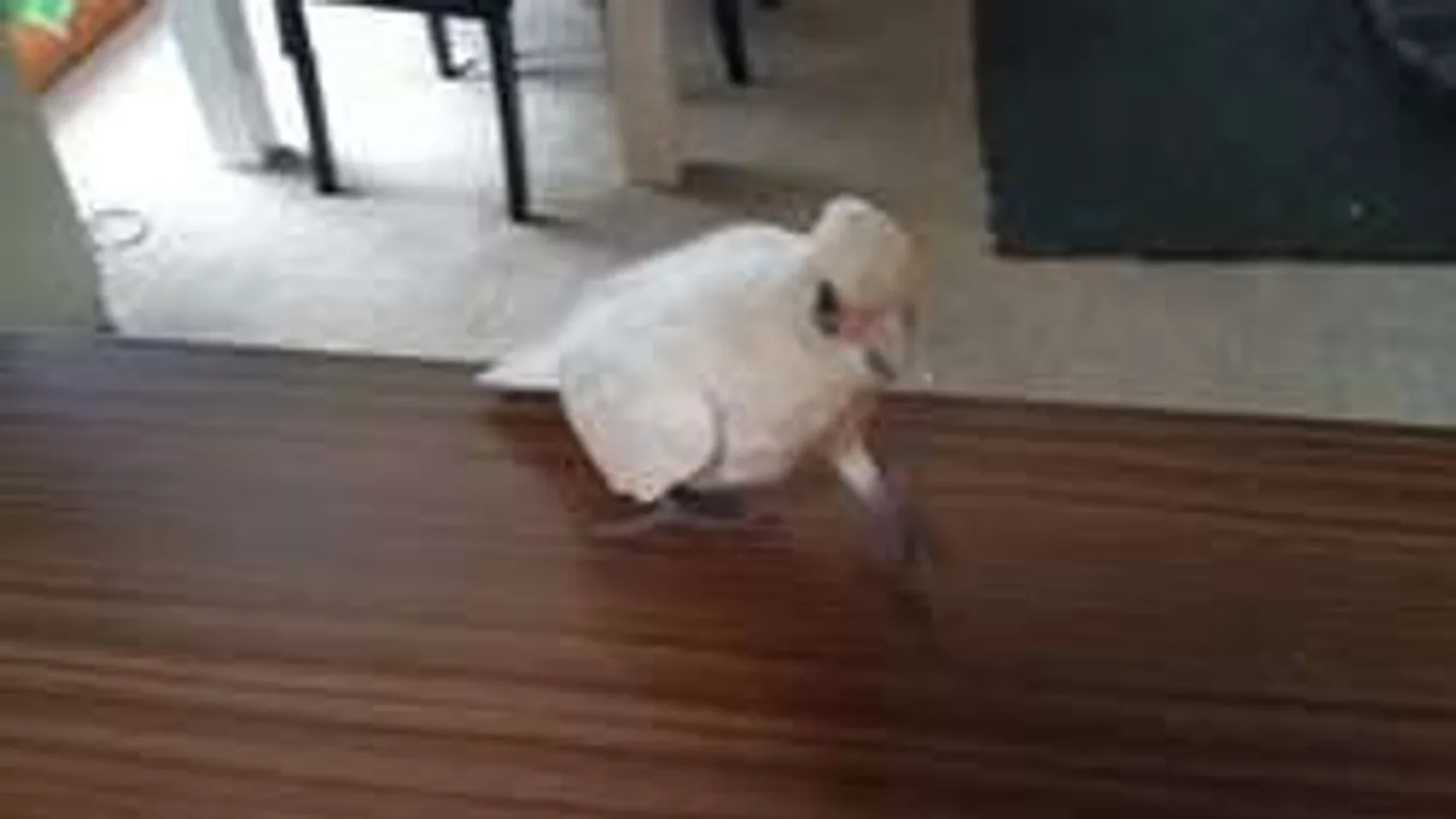 Ilyet még nem láttál! Durván káromkodott gazdájával a dühös kakadu!