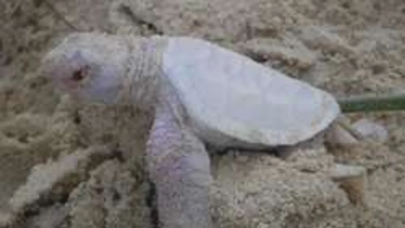 Kivételesen ritka élőlény tűnt fel az ausztrál partoknál!