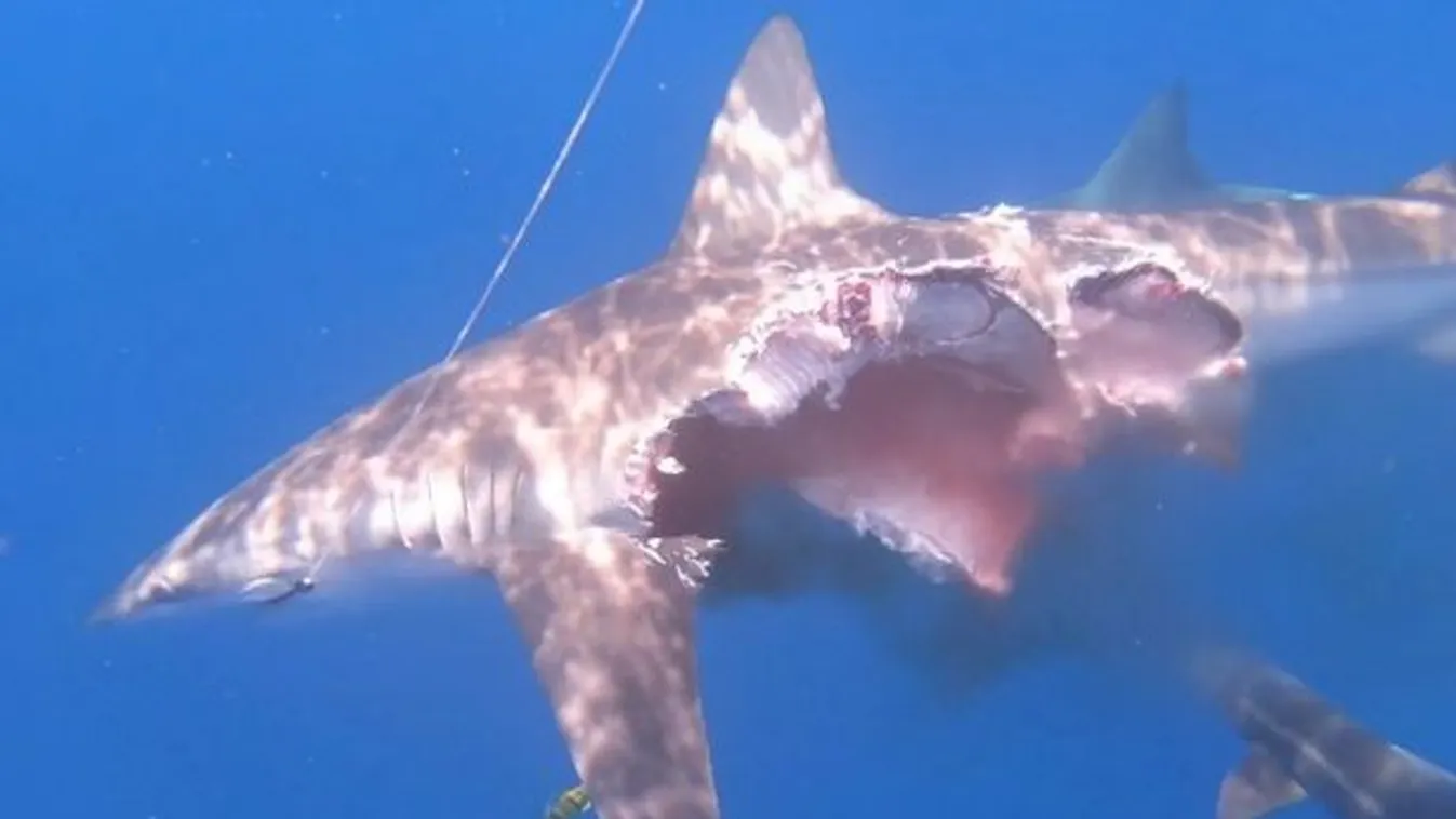 Szörnyű víz alatti fotó készült a félig döglötten garázdálkodó zombicápáról