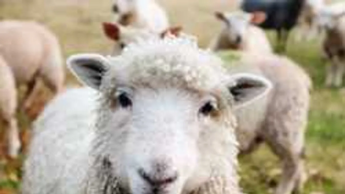 Itt az első bárány-ember! Ez lesz a megoldás a cukorbetegségre?