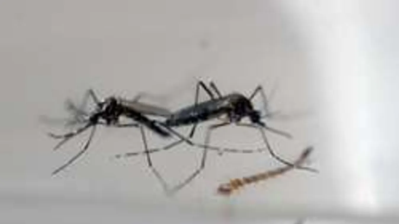 Nem különítik el az eperjesi  zika-fertőzött asszonyt. Hazaküldték!