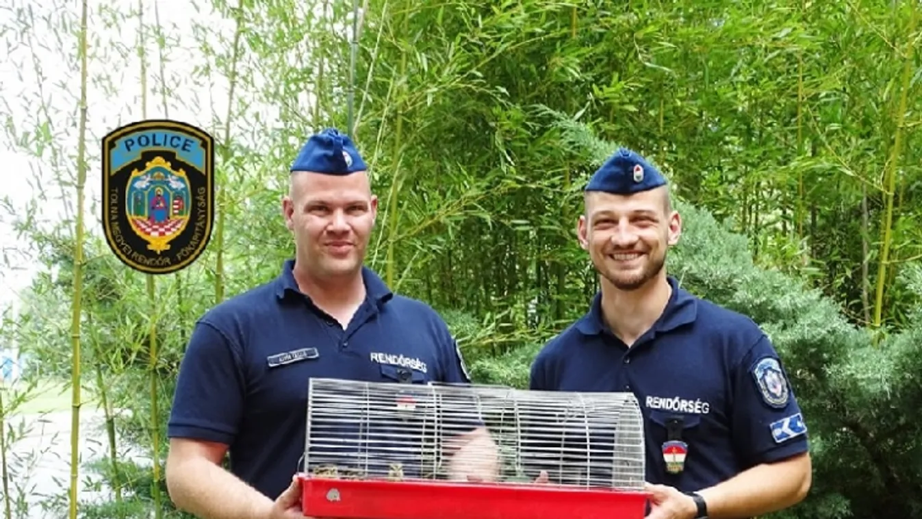 Elragadó: így mentették meg a kiskacsákat a rendőrök -fotók