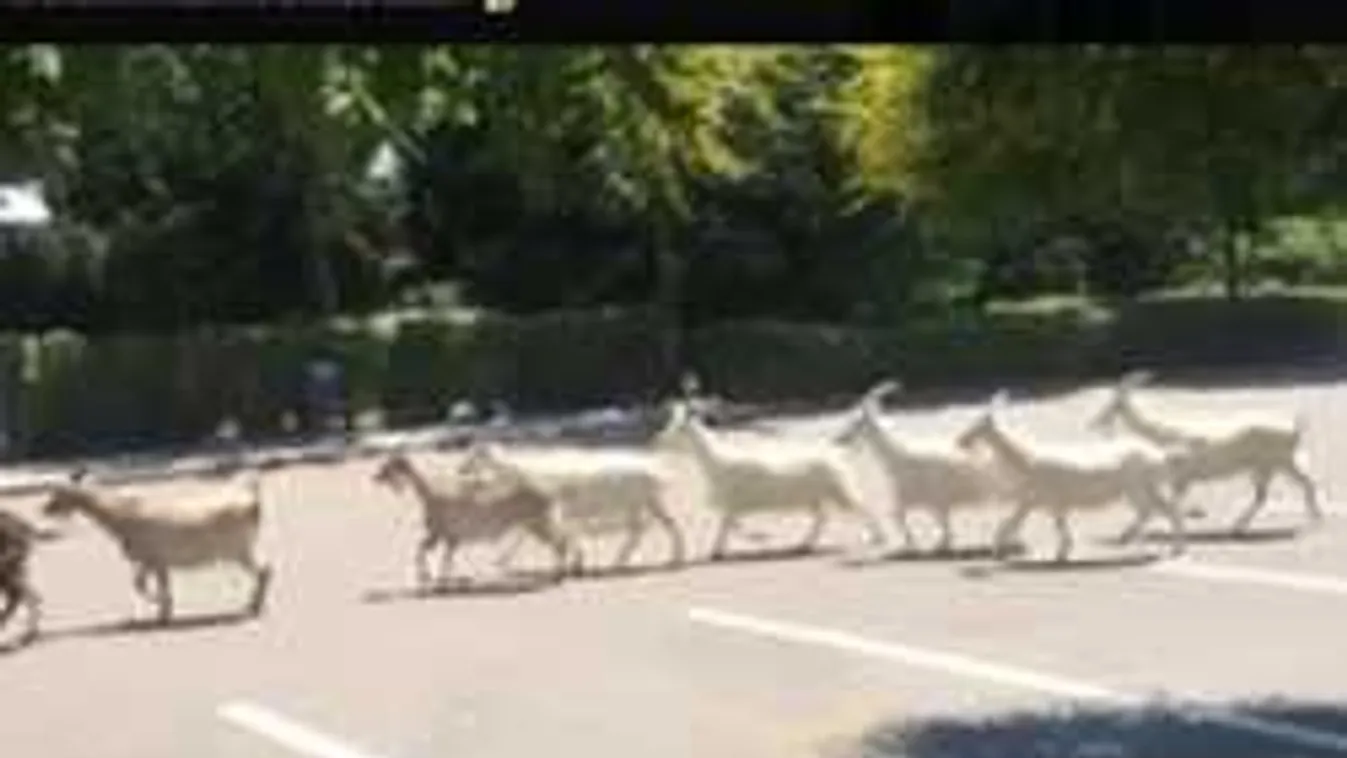 Nem hiszel a szemednek: kecskék vonulnak a dunaújvárosi Tesco parkolójában