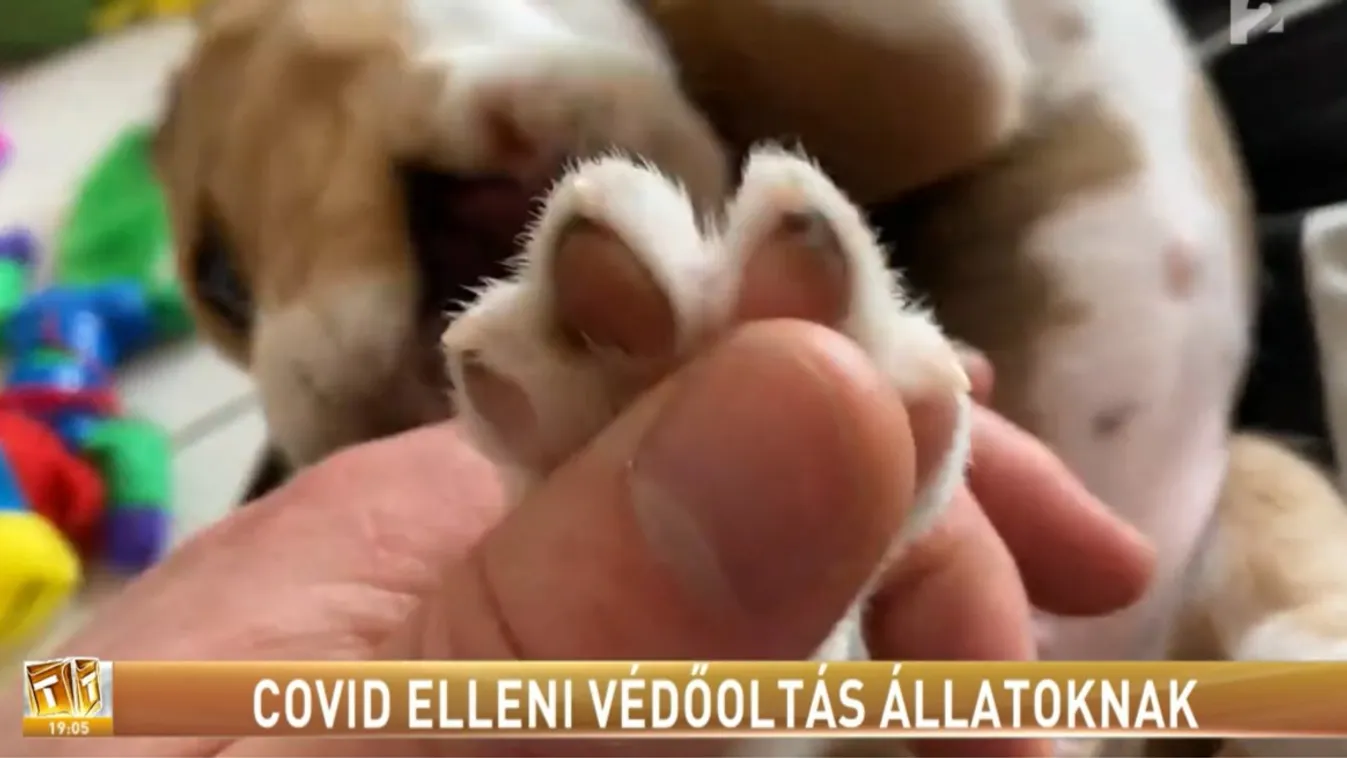 Már van Covid elleni védőoltás állatoknak is