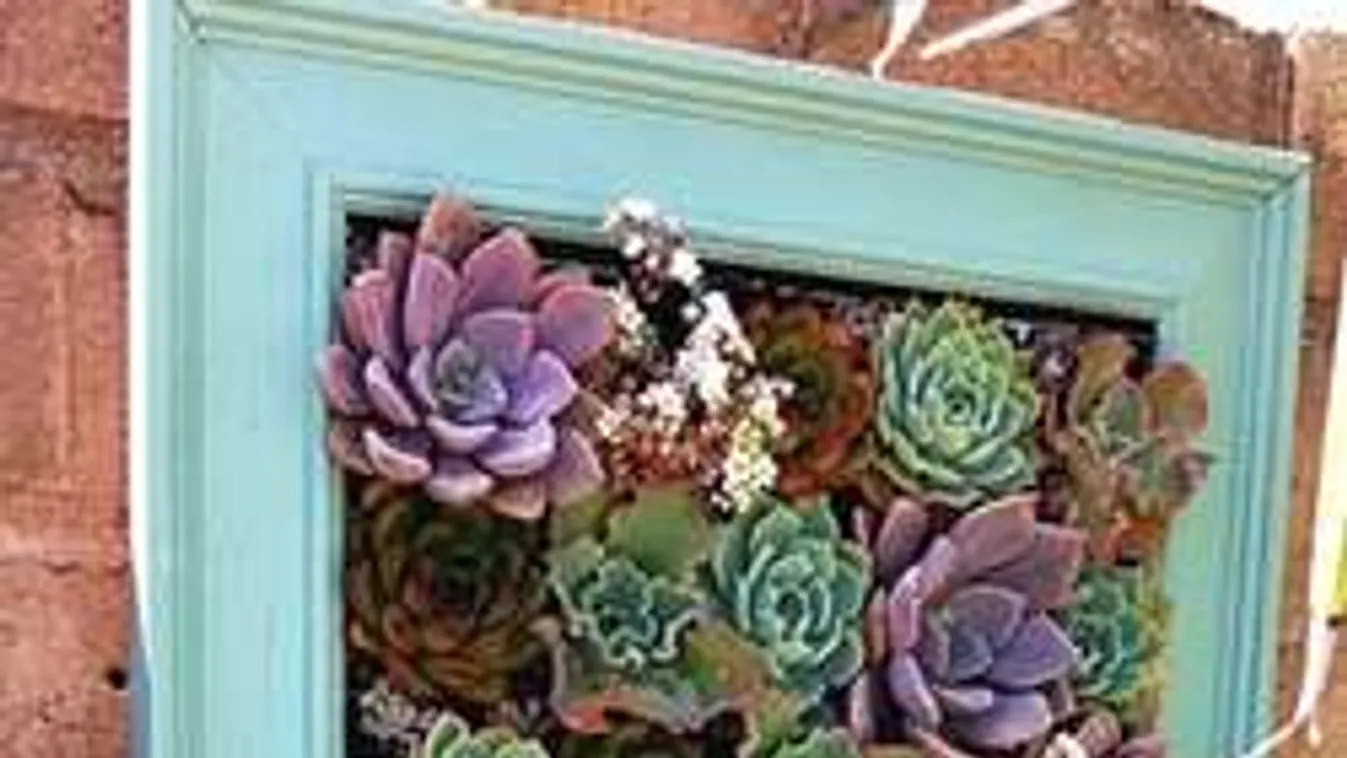 Így készíts élő dekorációt kövirózsából!