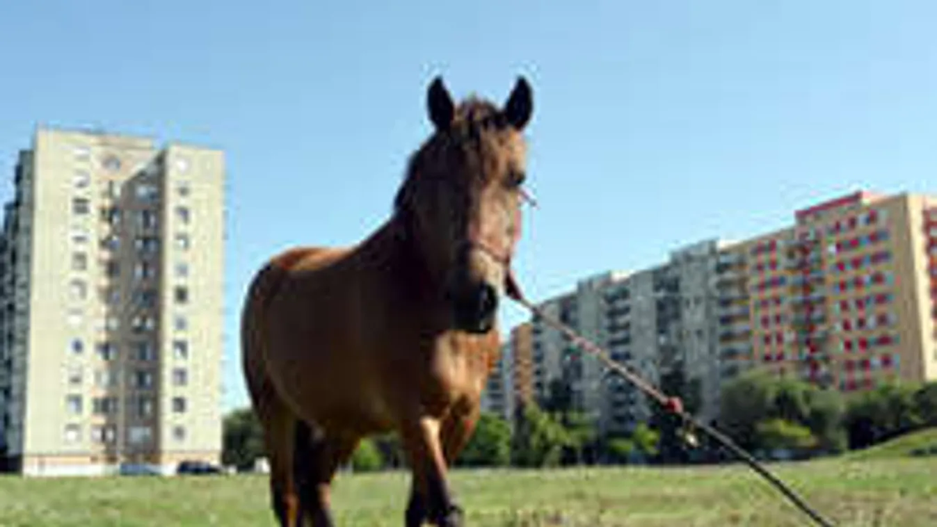 Elkóborolt lovak grasszálnak a szolnoki lakótelepen!