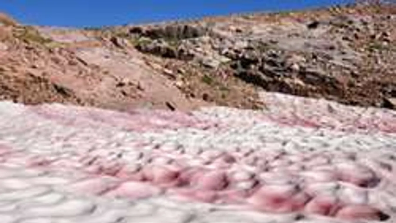 Görögdinnyehó: Már az Alpokban pusztít a bizarr természeti jelenség